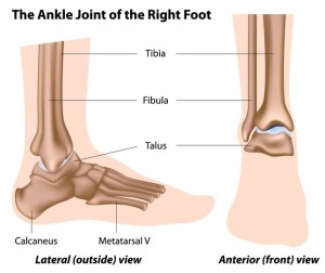 Ankle Joint Anatomy and Osteoarthritis